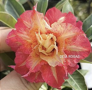 Rosa do deserto genoa