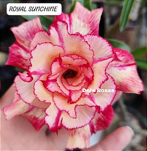 Royal SUNCHINE