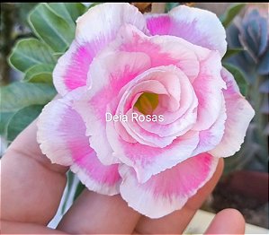 ROSA DO DESERTO LAILA PADRÃO