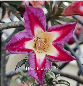 Rosa do deserto Astro Dalila