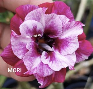 Rosa do deserto MORI PERFUMADA