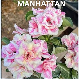 Rosa do deserto MANHATTAN