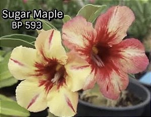 Rosa do deserto Sugar Maple