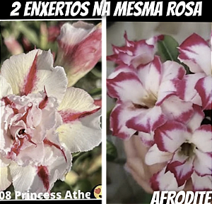 ROSA DO DESERTO PRINCESA ATHEA/AFRODITE(2 ENXERTOS)