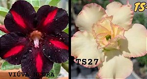ROSADO DESERTO VIUVA/ TS 27(2 ENXERTOS)