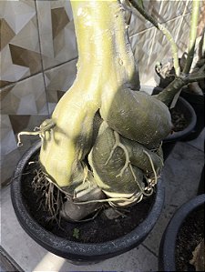 Rosa do deserto MURPHY MATRIZ GIGANTE
