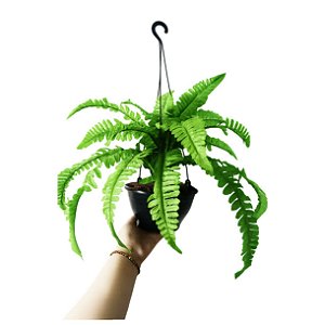Samambaia Com Vaso Pendurar Artificial Arranjo Pronto