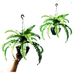 Kit 2 Samambaia Com Vaso De Pendurar Planta Artificial Permanente