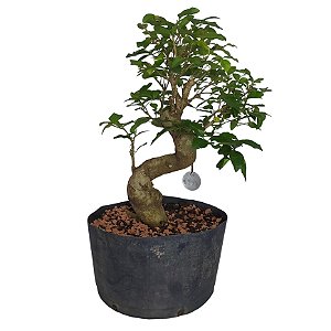 Pré Bonsai Ligustro  - 05 Anos - cód. PB02