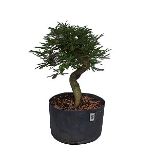 Bonsai De Caliandra Rosa - 05 Anos - Pb05