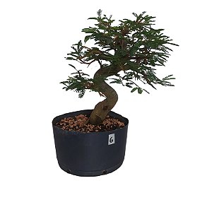Pré Bonsai De Caliandra Rosa - 05 Anos - PB06