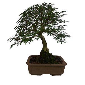 Bonsai De Caliandra Rosa - 15 Anos - B07