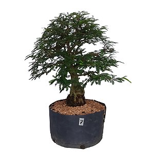 Pré Bonsai De Caliandra Rosa - 05 Anos - PB07