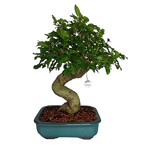 Bonsai de Ligustro 10 anos - B1