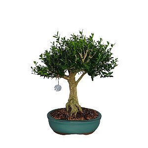 Bonsai de Buxus Harlandi 7 anos - B3
