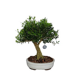 Bonsai de Buxus Harlandi 7 anos - B4