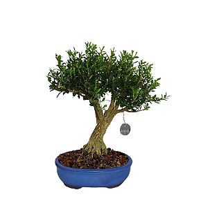 Bonsai de Buxus Harlandi 7 anos - B6