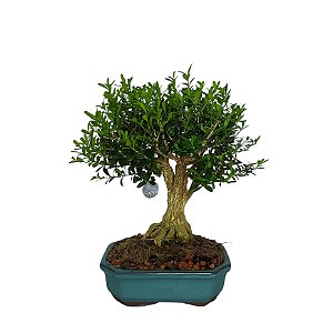 Bonsai de Buxus Harlandi 7 anos - B7