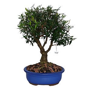 Bonsai de Cereja Silvestre Anã - 15 anos - B9