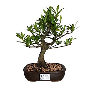 Bonsai de Jasmim Anã - 4 Anos - B15