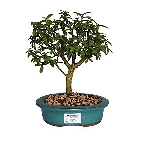 Bonsai de Mini Goiaba - 4 Anos - B16