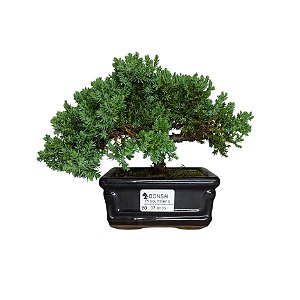 Bonsai de Junipero Procumbens - 3 Anos - B20