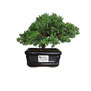Bonsai de junipero Procumbens - 3 Anos - B21