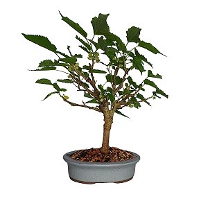 Bonsai de Amora - 4 anos - B10