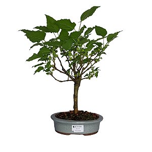Bonsai de Amora - 4 anos - B11