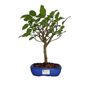 Bonsai de Amora - 4 anos - B12