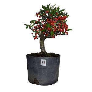 Pré Bonsai de Piracanta Vermelha - 4 Anos - PB14