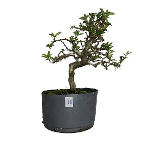 Pré Bonsai de Piracanta Amarela - 4 Anos - PB16