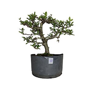 Pré Bonsai de Piracanta Amarela - 4 Anos - PB17