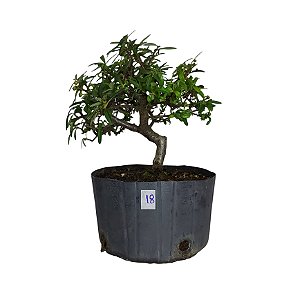 Pré Bonsai de Piracanta Laranja - 4 Anos - PB18