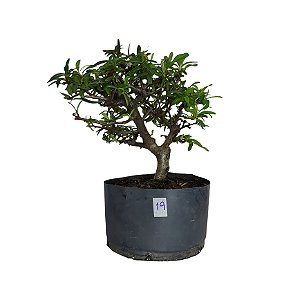 Pré Bonsai de Piracanta Laranja - 4 Anos - PB19