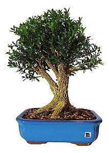 Bonsai De Buxus Harlandi- 10 Anos - Nº03
