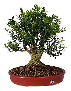 Bonsai De Buxus Harlandi- 12 Anos - Nº05