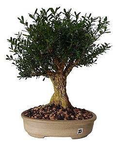 Bonsai De Buxus Harlandi- 10 Anos - Nº02