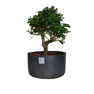 Pré Bonsai de Carmona Retusa - 4 Anos - PB23