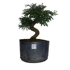Pré Bonsai de Caliandra Rosa - 4 Anos - PB24