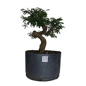 Pré Bonsai de Caliandra Rosa - 4 Anos - PB25
