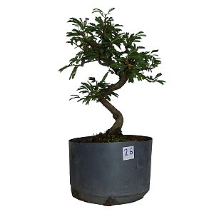 Pré Bonsai de Caliandra Rosa - 4 Anos - PB26