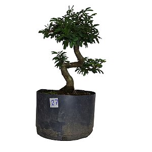 Pré Bonsai de Caliandra Rosa - 4 Anos - PB27