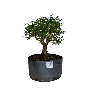 Pré Bonsai de Serissa - 4 Anos - PB30