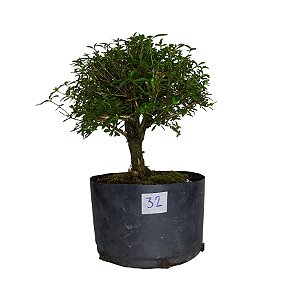 Pré Bonsai de Serissa - 4 Anos - PB32