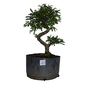Pré Bonsai de Caliandra Rosa - 4 Anos - PB33