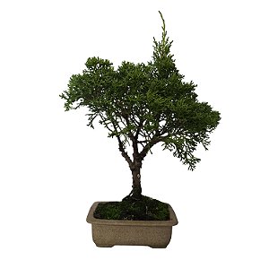 Bonsai De Juniperus Kishu - 03 Anos - Escolha O Seu.