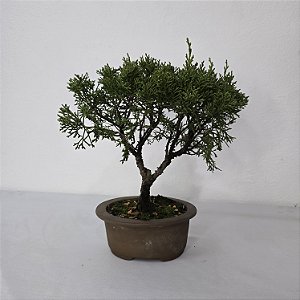 Bonsai De Juniperus Kishu - 03 Anos - Escolha O Seu.