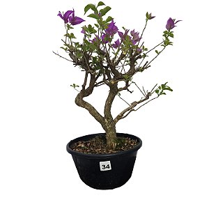 Pré Bonsai de Primavera Roxa - 8 Anos - PB34