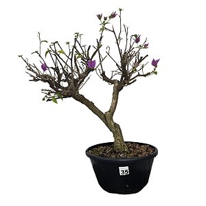 Pré Bonsai de Primavera Roxa - 8 Anos - PB35